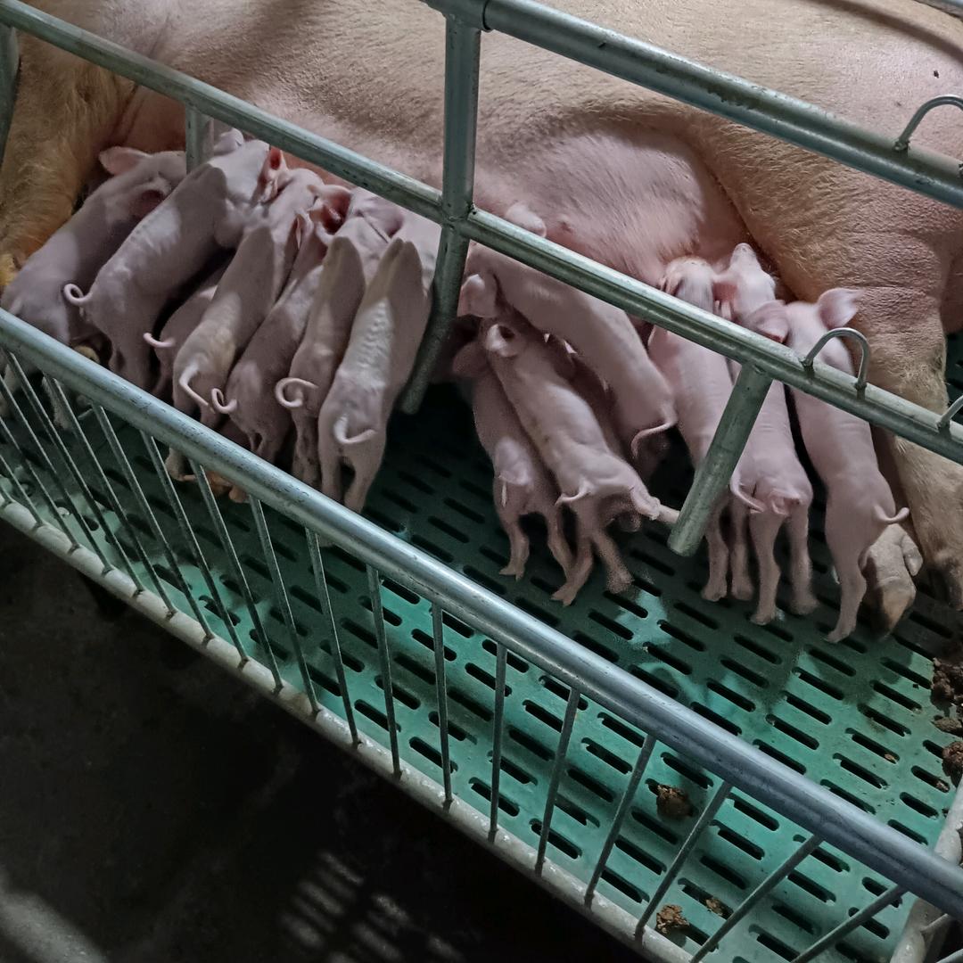 才哥养猪