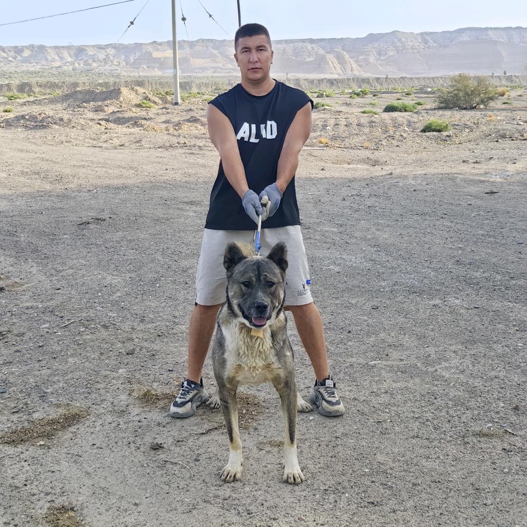 巴州猛犬基地
