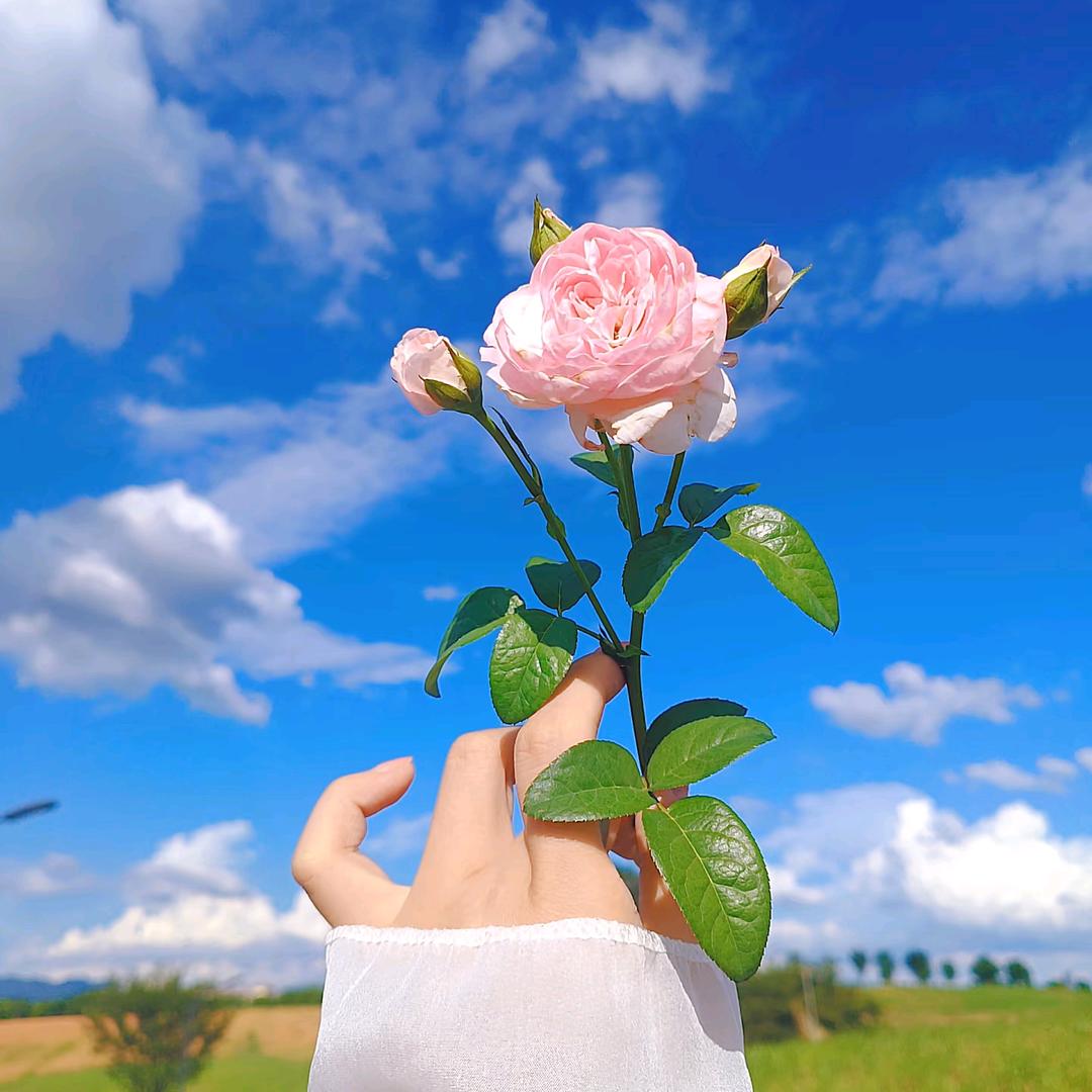 柠檬初夏3191