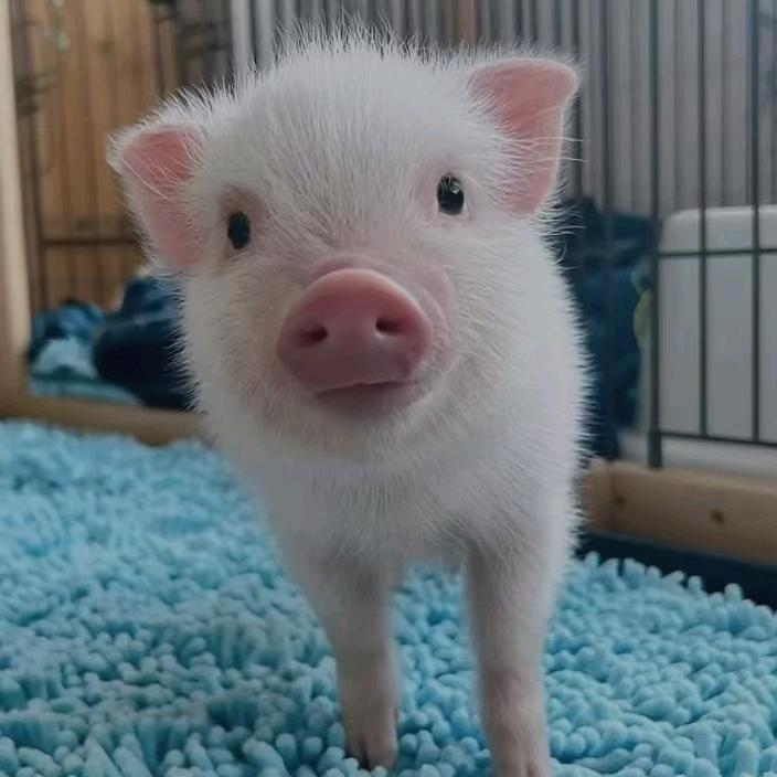 L辣椒配渣男🌶