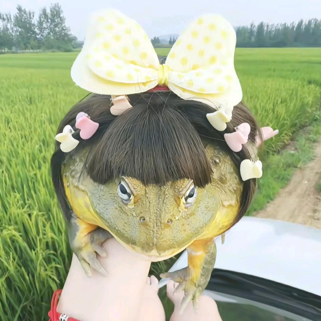 榴莲味独角鲸