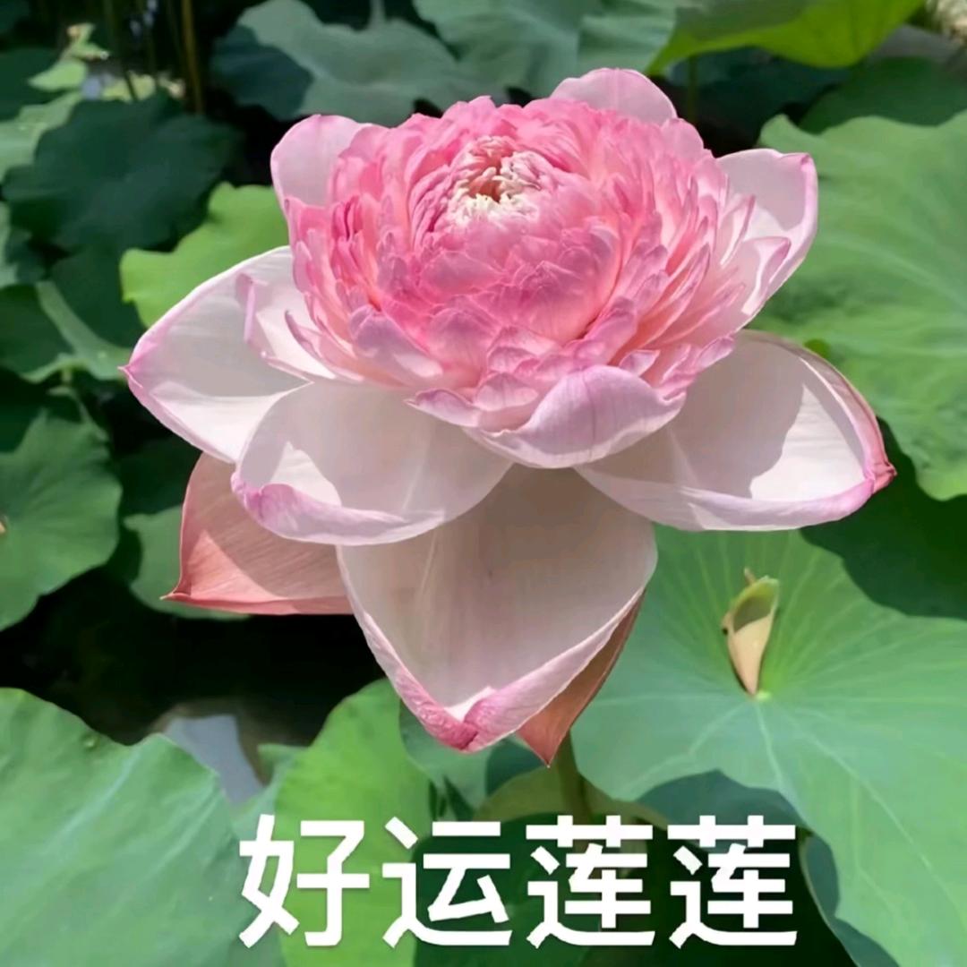 好运莲莲