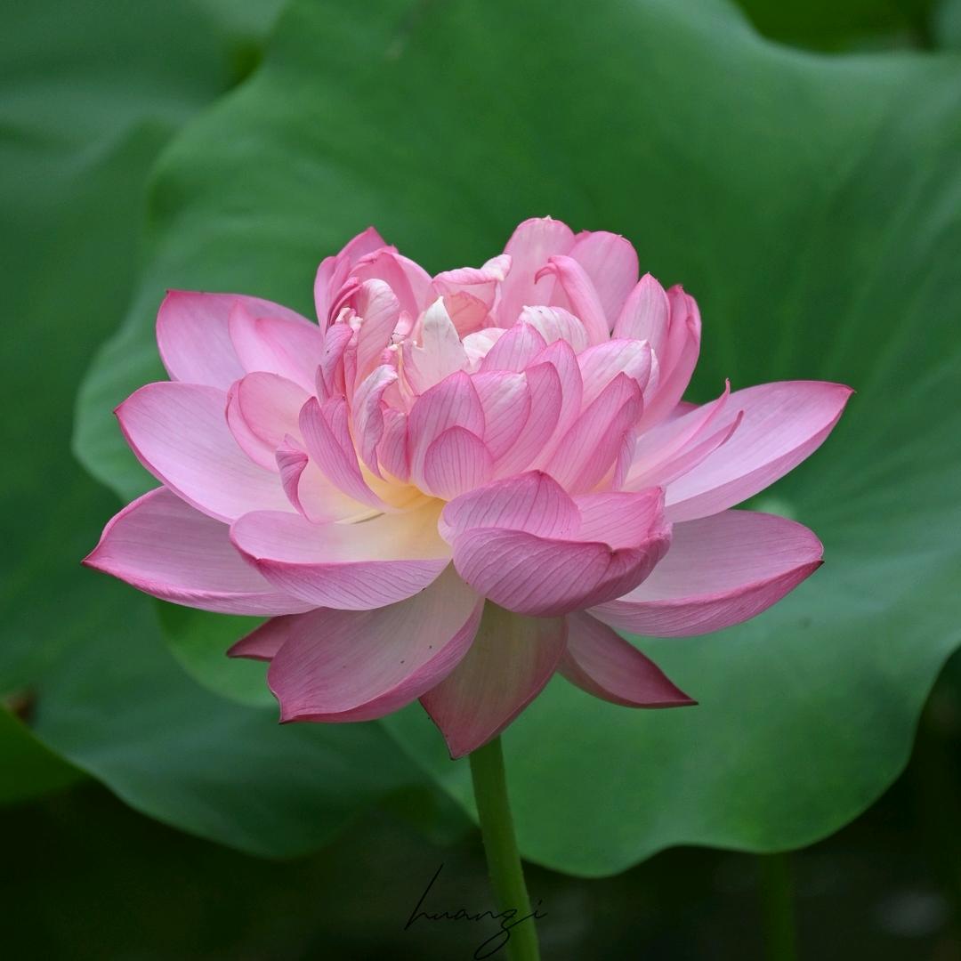 随缘居士