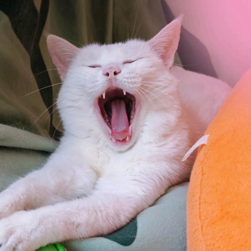 季休（猫和老鼠版）