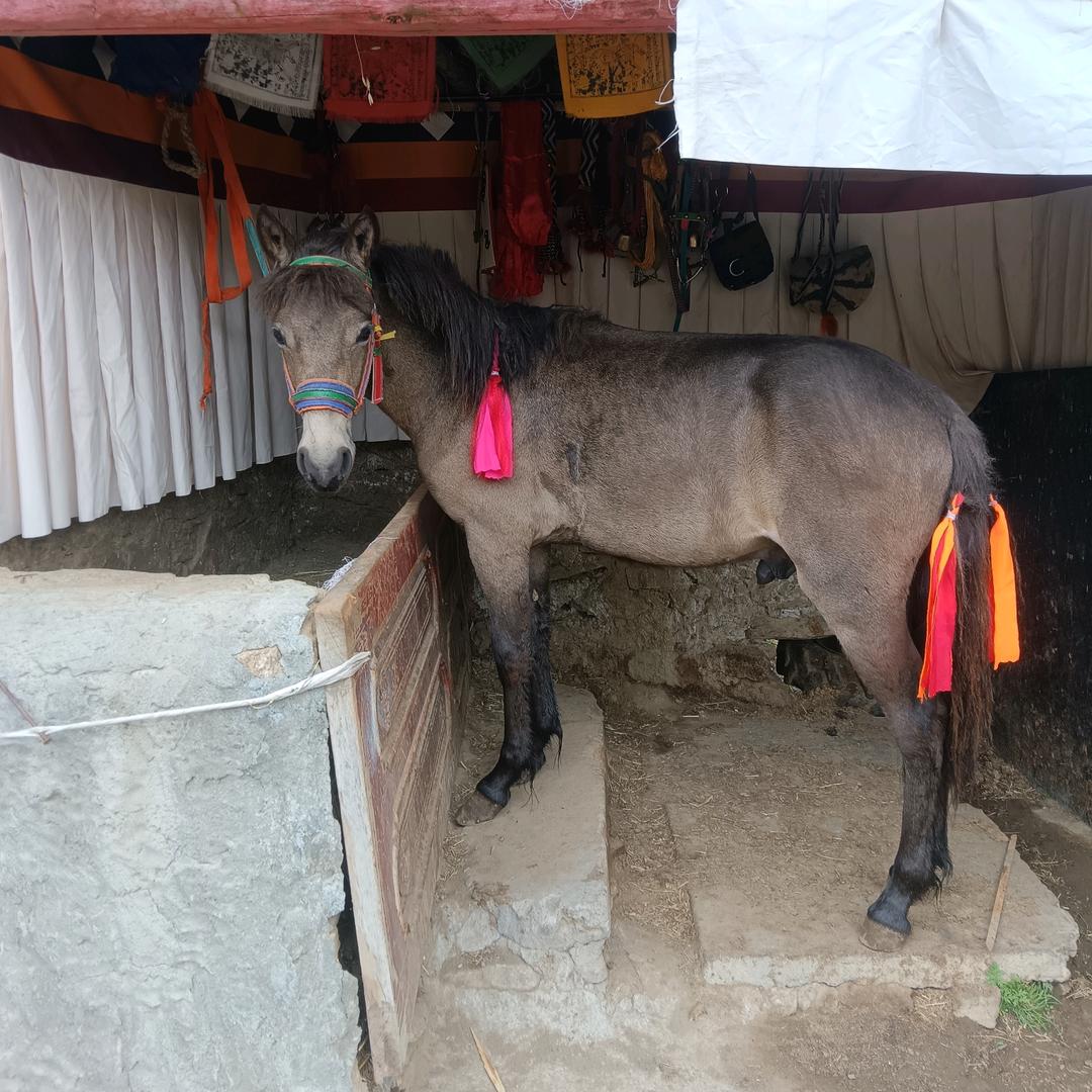 ལྷད་མེད་ཀྱི་བུ།