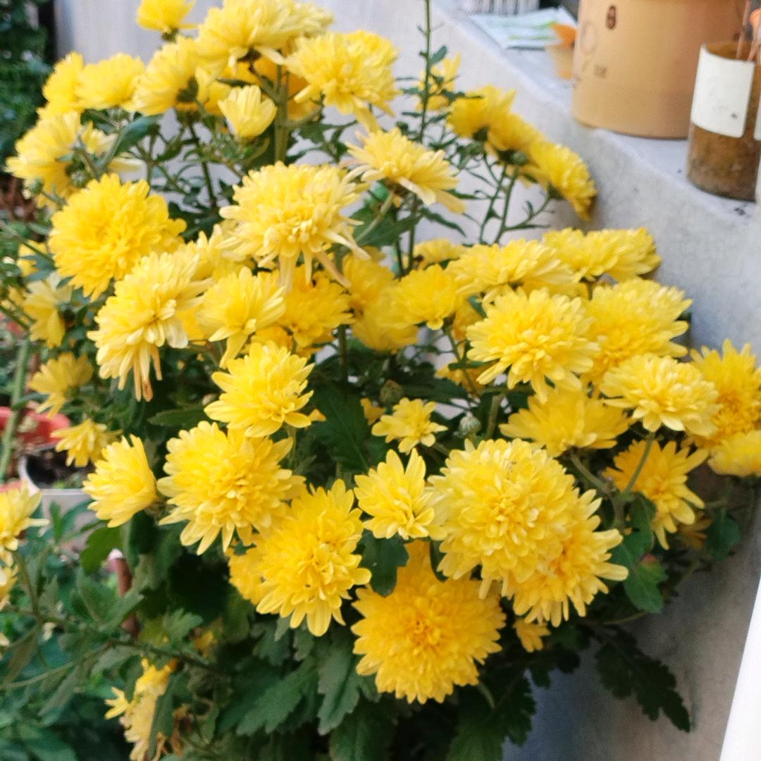 ✨星星知我心✨