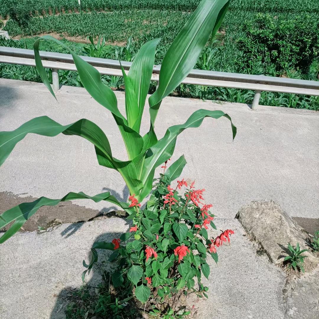 万水千山总是情(林哥)