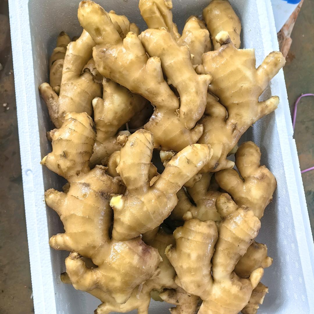 AAAA安丘大姜购销储存👌👍