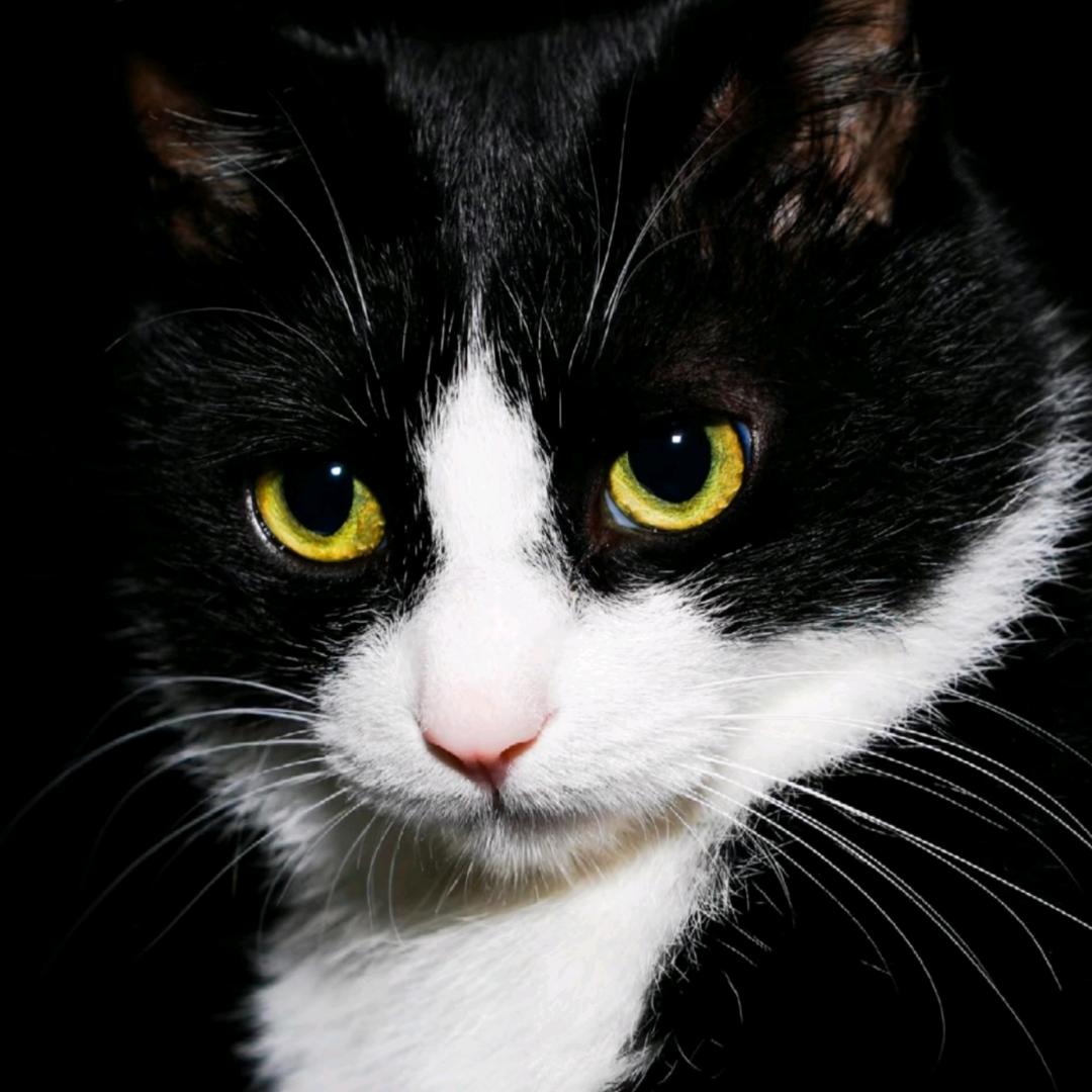 赫本的猫
