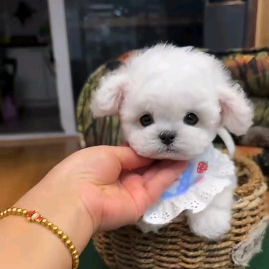 小徐家精品小比熊