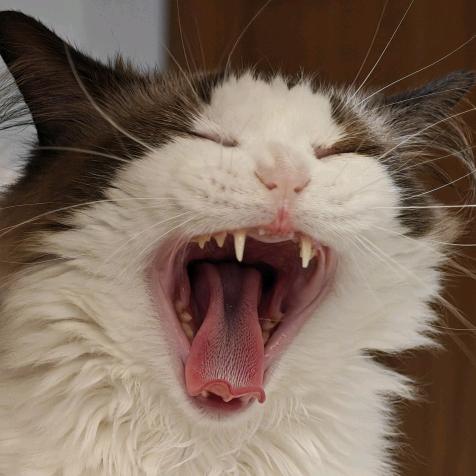 万亿芝士大团子