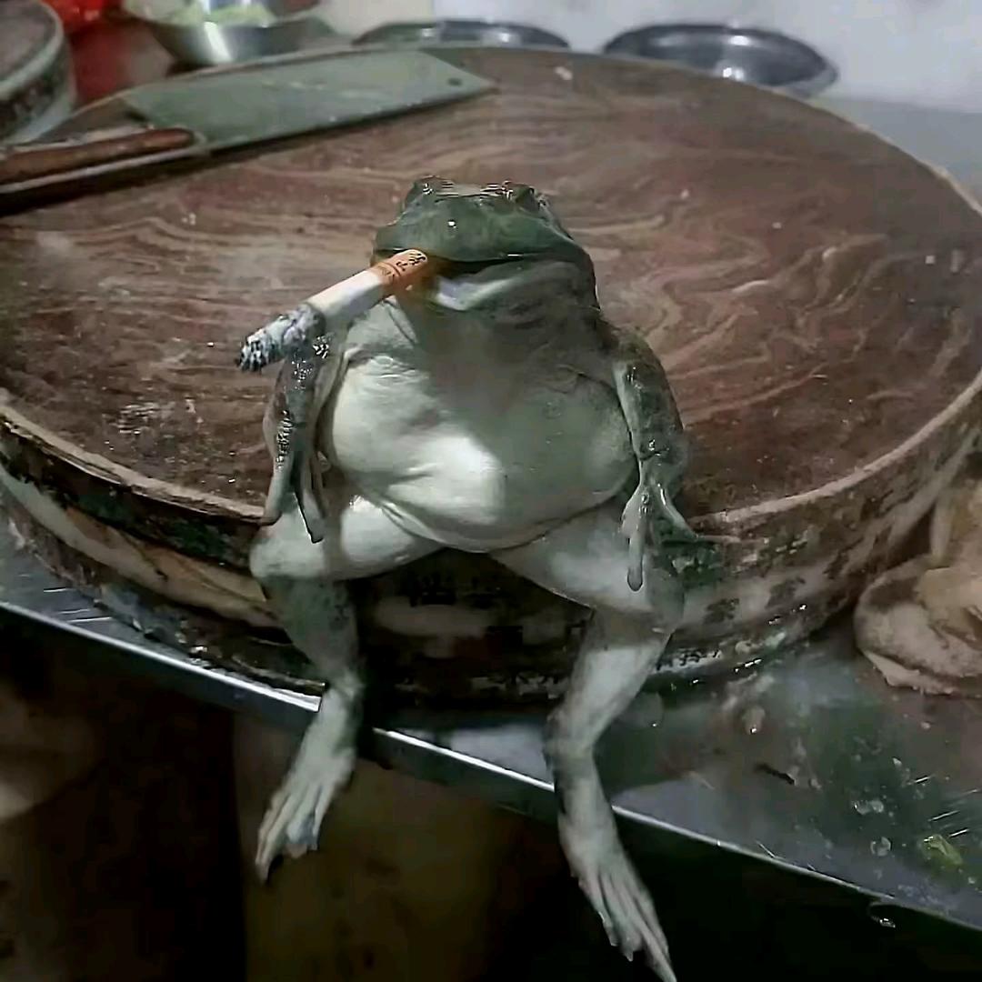 皮皮T源