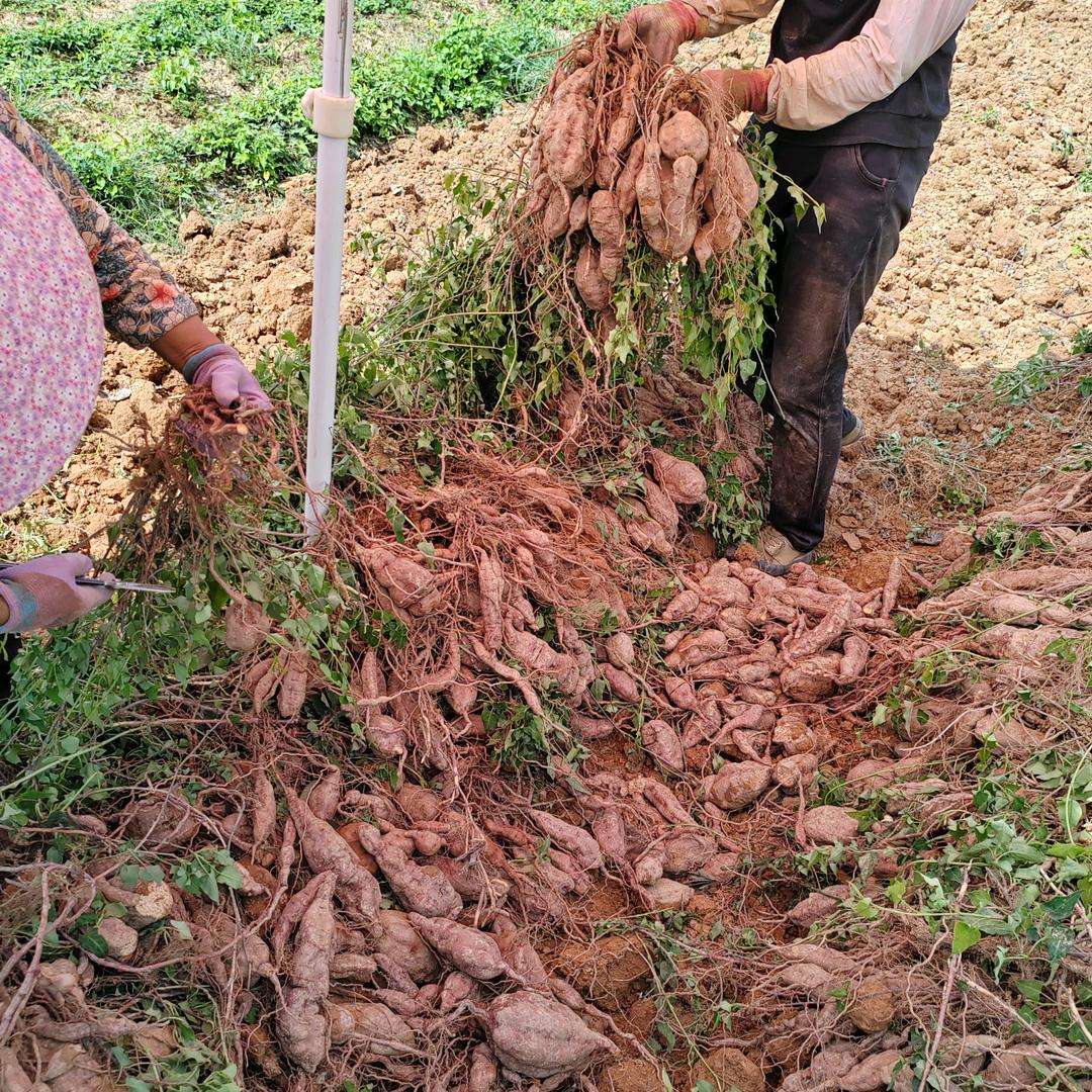 棋洪何首乌种苗