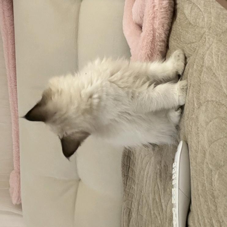 我家的馒头不是猫🐱