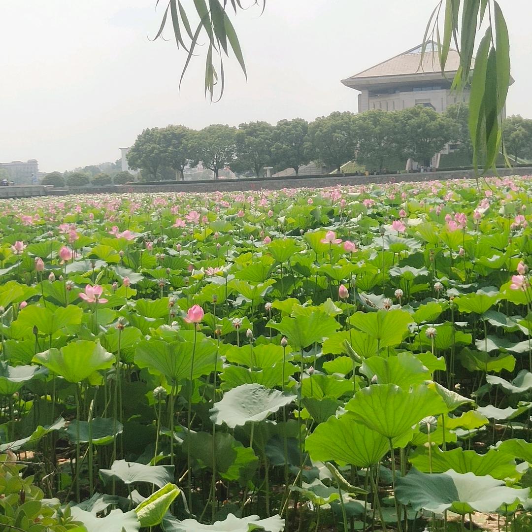 芊芊满满