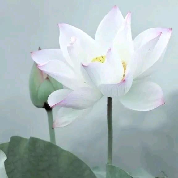 💫春姐💫拒连赞