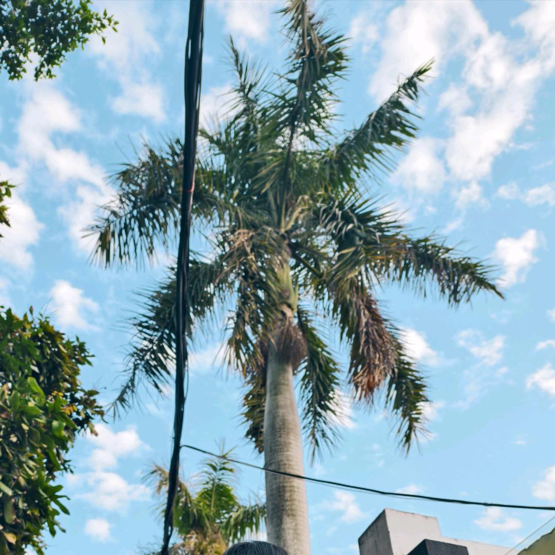 给我炫个麦辣堡