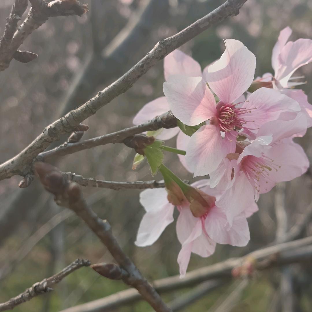 诗妍好物严选店