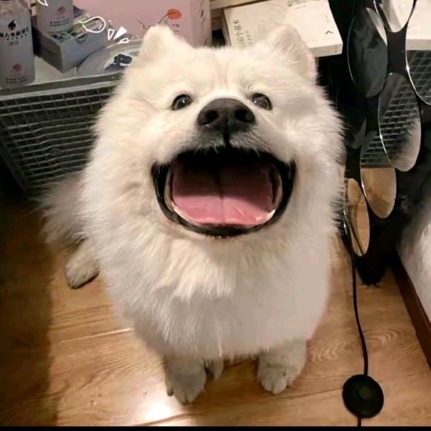 双组小贝奇