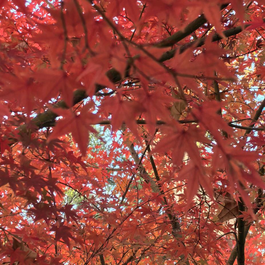 🐠 ˋˏᰔᩚˎˊ˗LUO💖1103