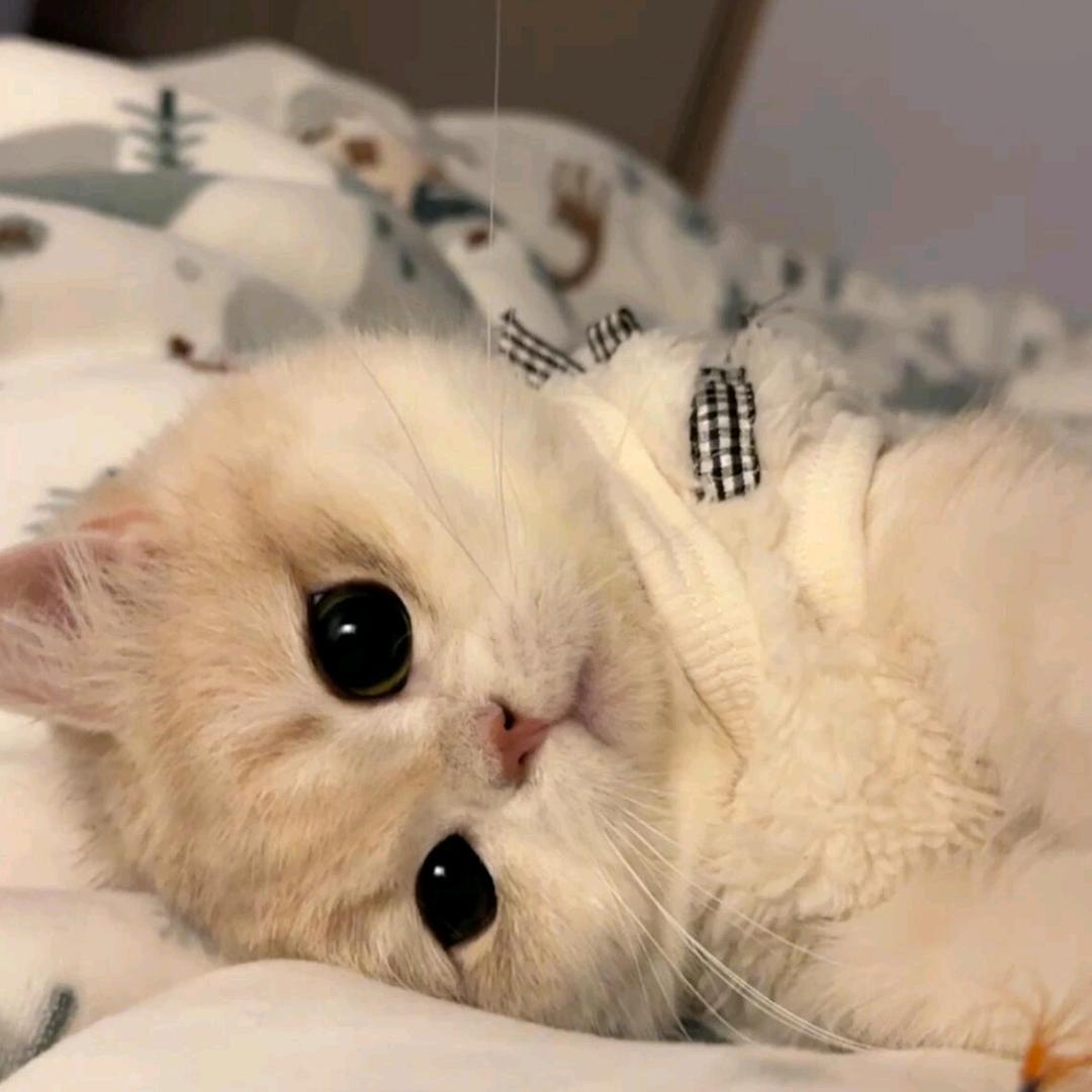 大小姐驾到