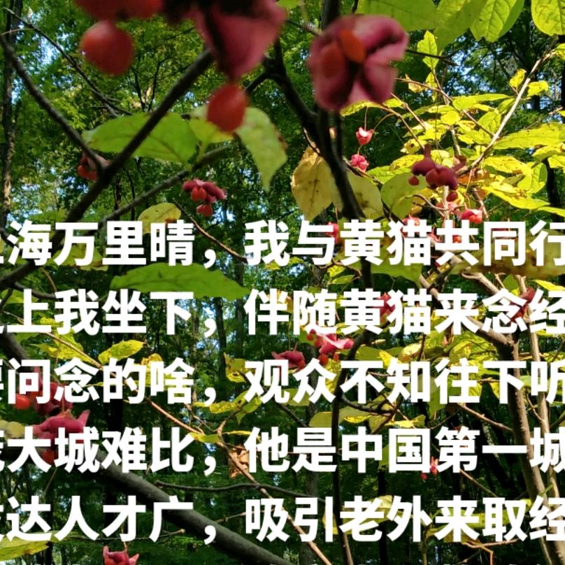 採药大师老陈头