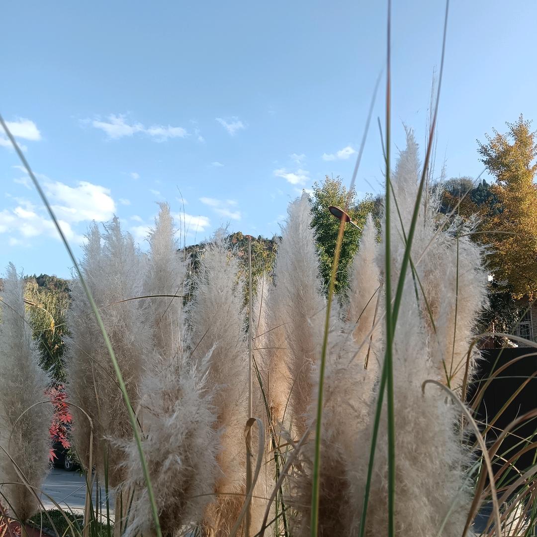 丛林
