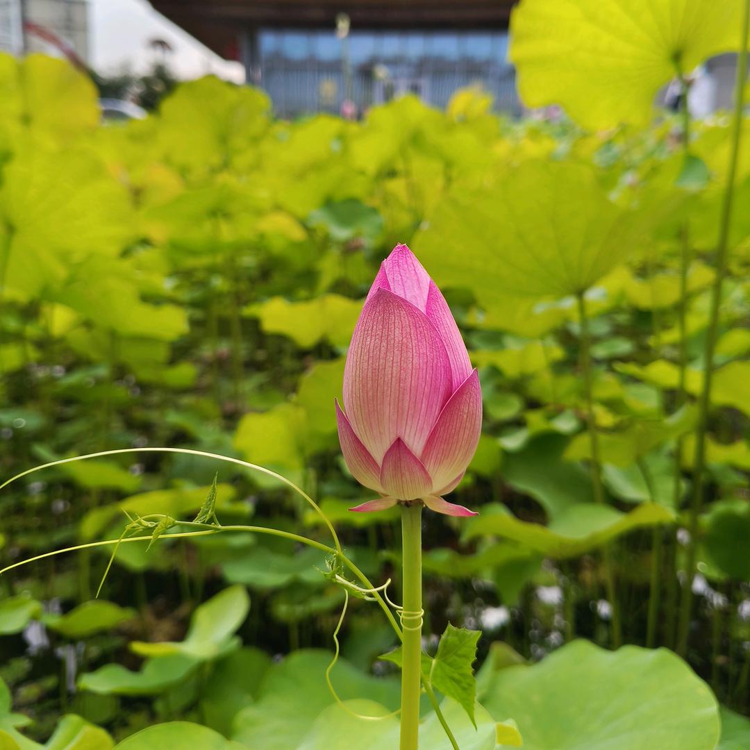 莲叶何田田