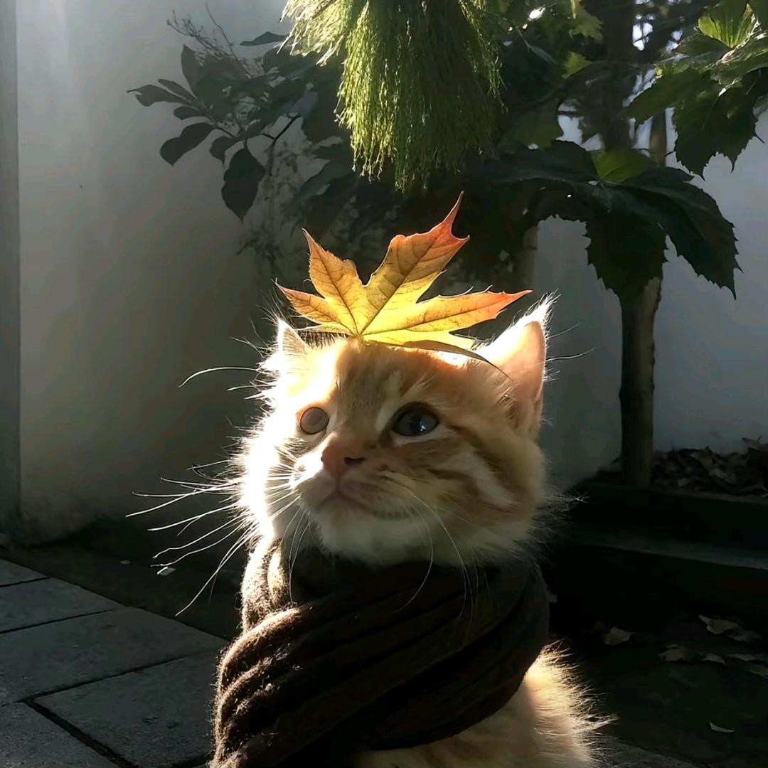 俊
