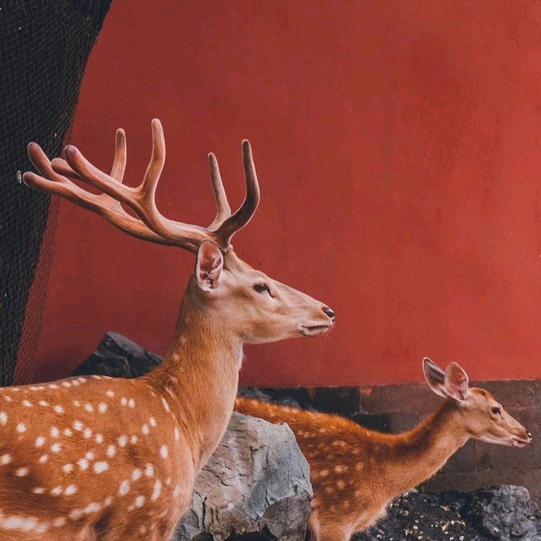 养梅花鹿的宁老板