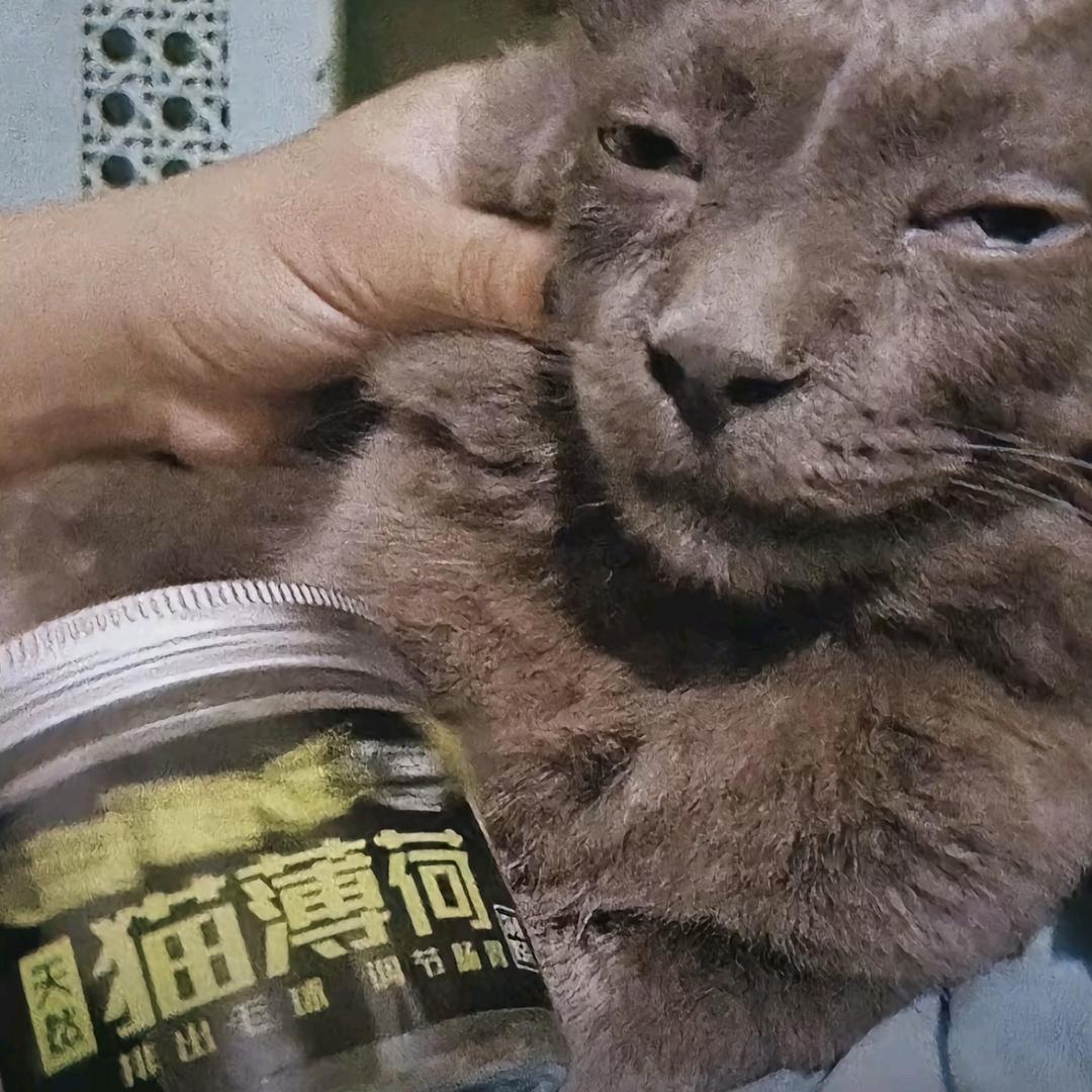 张继之卤楚雪