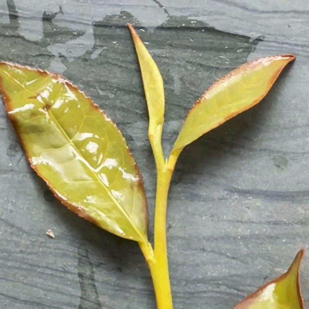 茶辻弎