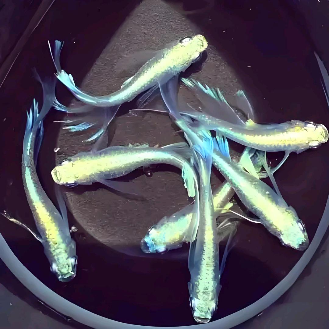 ✨散色光小鳉💫