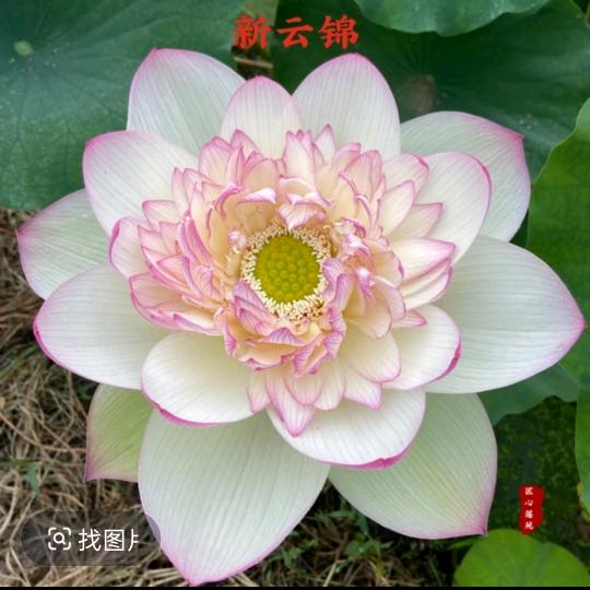 忕佪