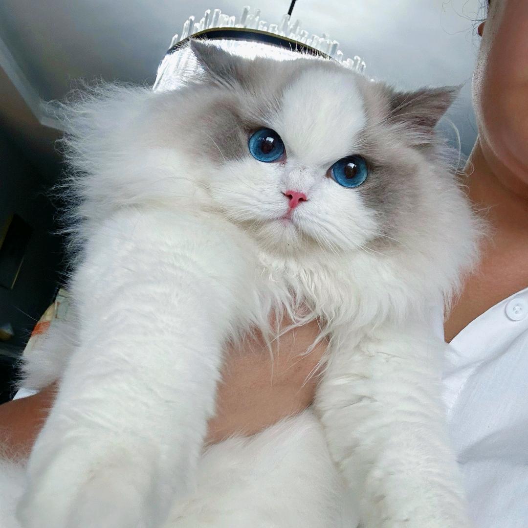 成都猫小姐布偶英短猫舍2号店