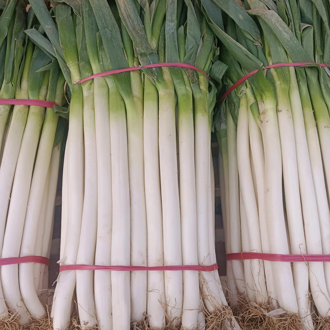 南阳新野代办大葱洋葱，黄