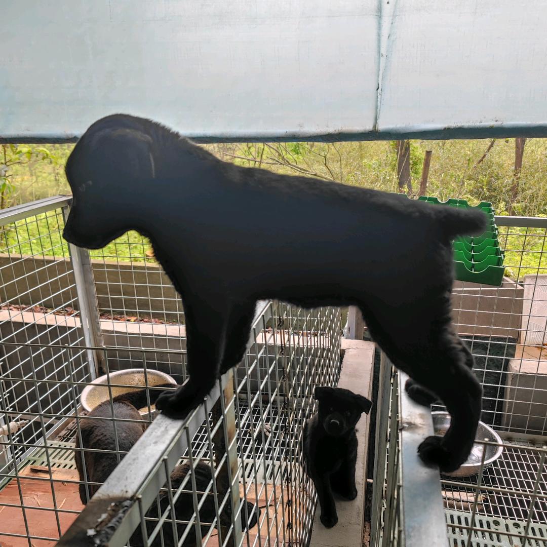 四季发财狗肉馆