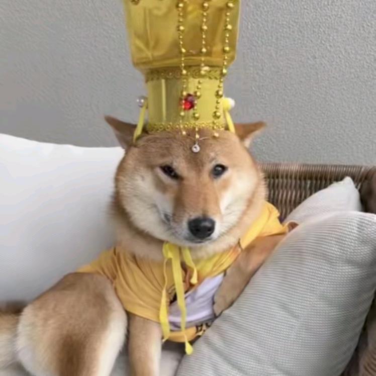 啊猪爱吃夹饼