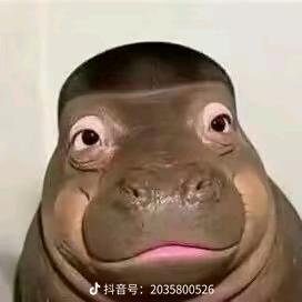 鑫仔.