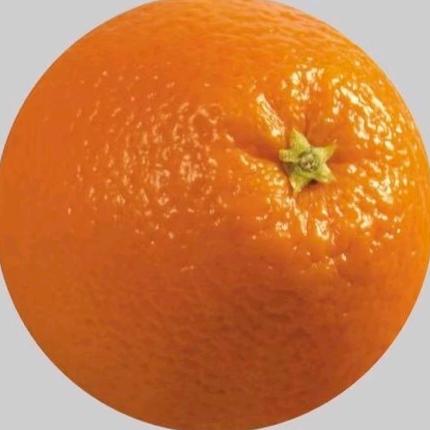 小橘子🍊.