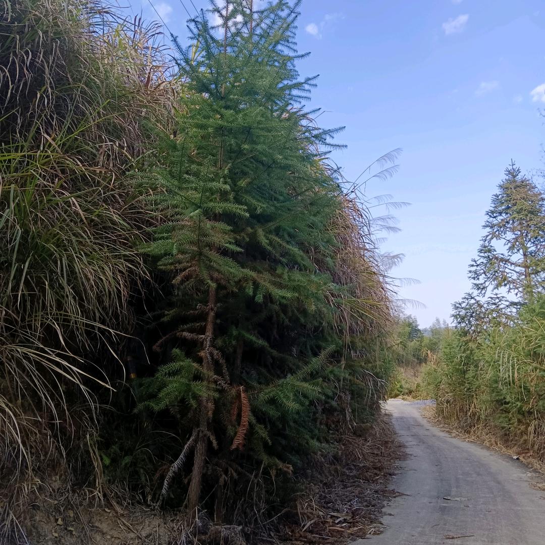 🌸余生淡然🌵