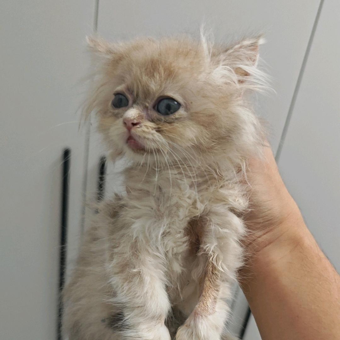 买猫让广东人骗的那个人