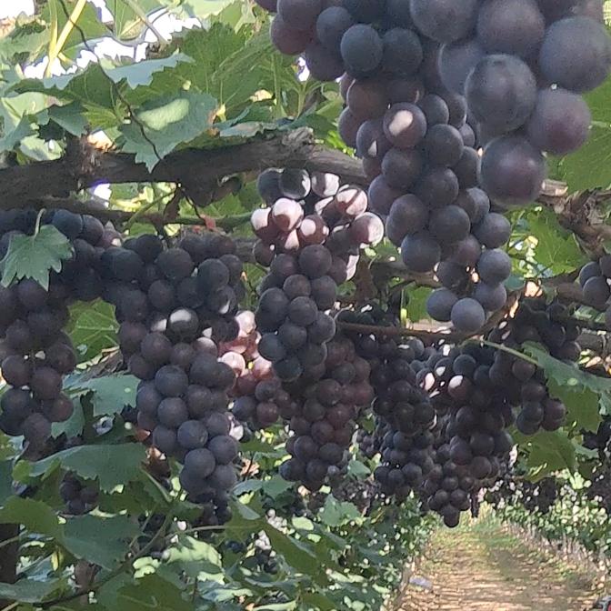 葡萄自然熟🍇光辉