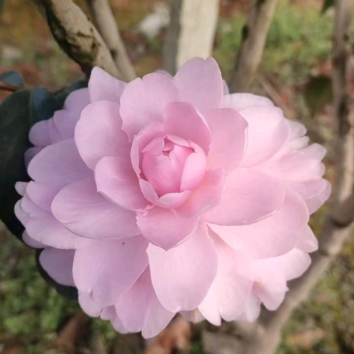 山茶花基地（关必回）
