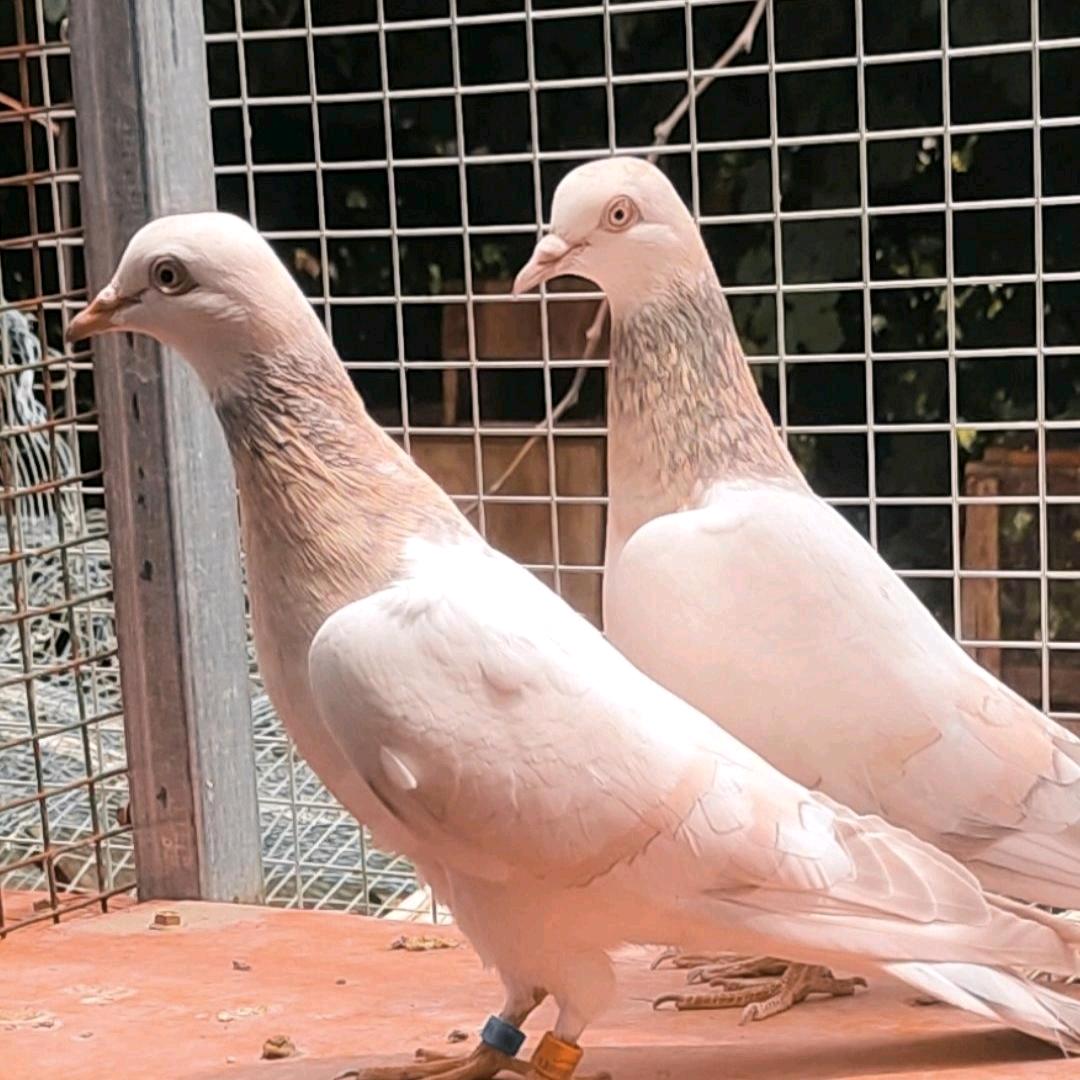 纳瓦鸽子爱好者