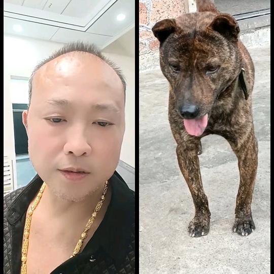 阿杰   广西土猎犬