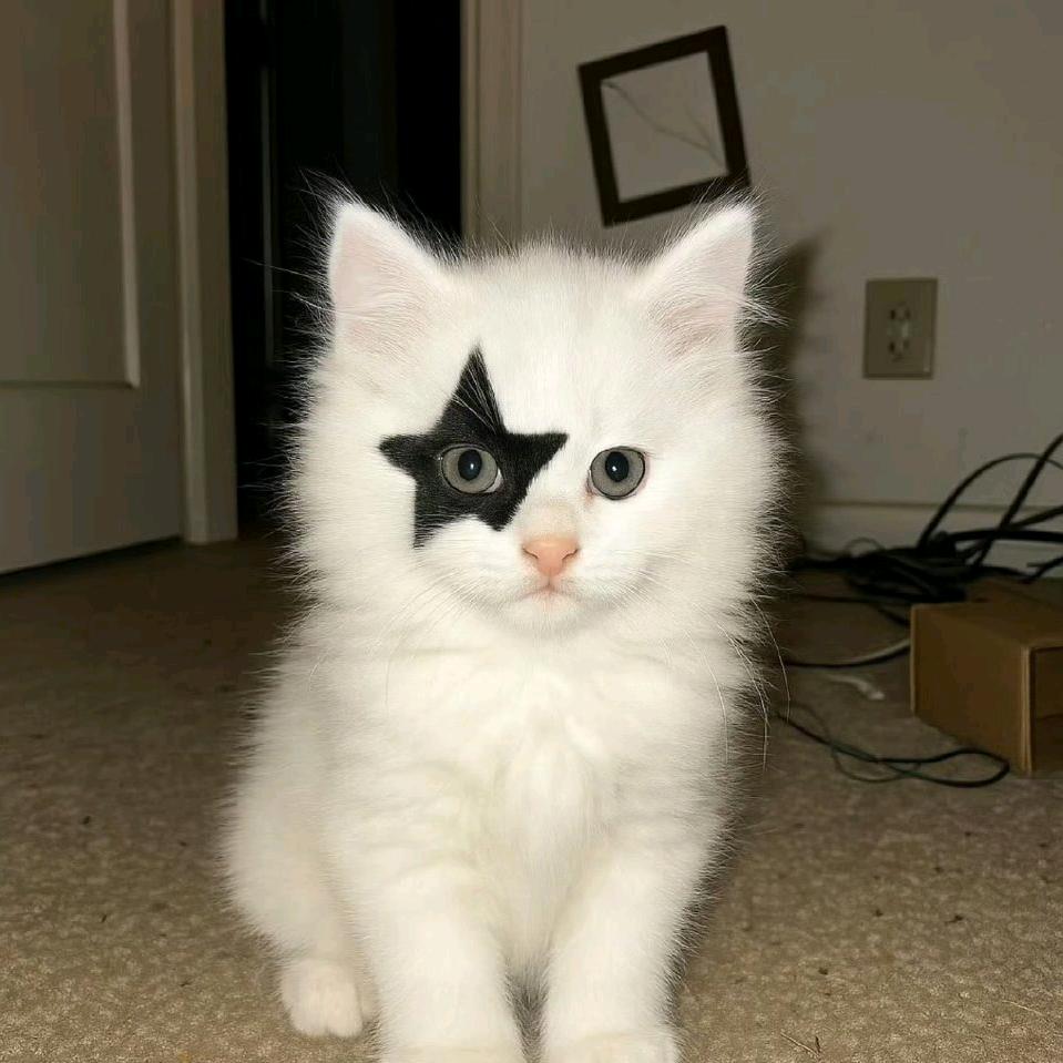 这么萌是我的问题吗