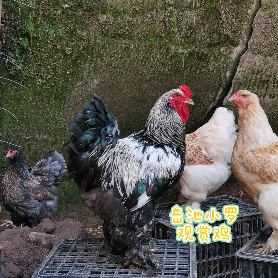 岳池小罗观赏鸡
