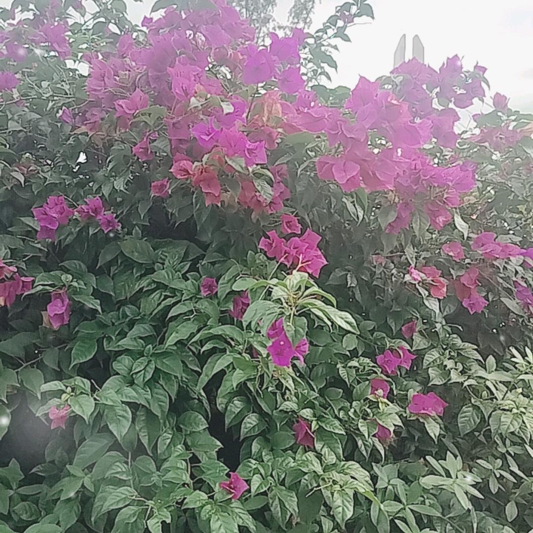 美好