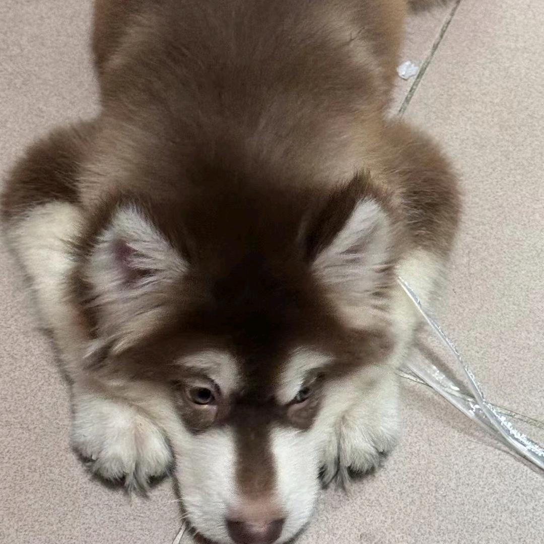 王者荣耀 小草（市一干将）